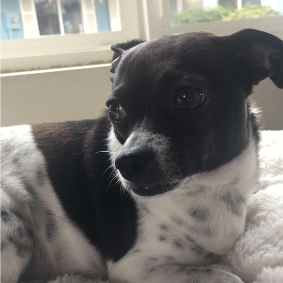 Meet your Posher, Olive - Picture 7 of 7